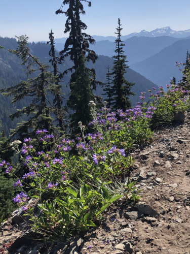 mountain flowers, trauma resolution co-regulation skills